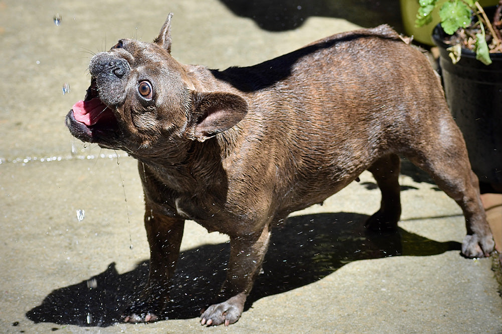 Can Dogs Drink Alkaline Water?